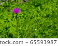 Wild thistle 65593987