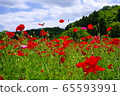 Poppy field 65593991