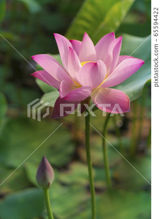 荷花盛開的季節 荷花盛開的季節 65594422