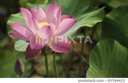 荷花盛開的季節 65594423