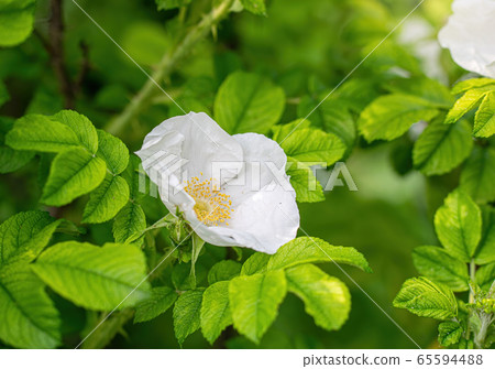 White rose flower on a blur background. 65594488