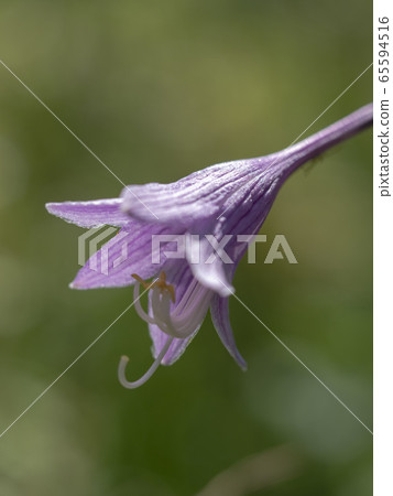 高原的花朵 65594516