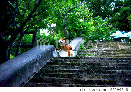 柴犬-我喜歡散步 柴犬-我喜歡散步 65594548