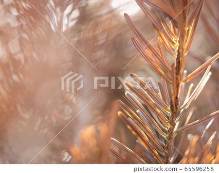 Golden orange autumnal foliage on a sunny fal 65596258