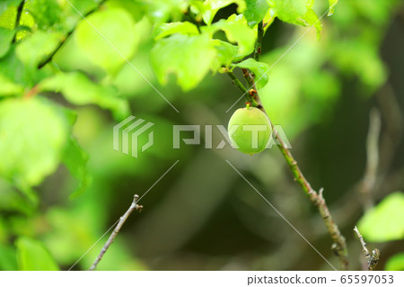 Plum fruit, in the green space park (Shiga Prefecture) 65597053