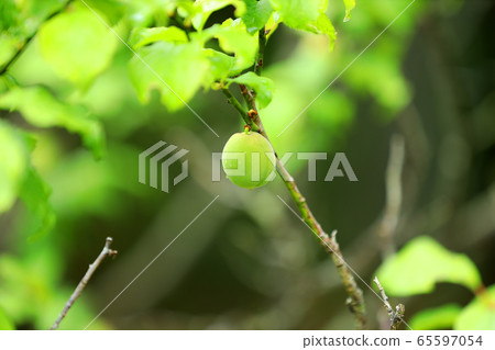 Plum fruit, in the green space park (Shiga Prefecture) 65597054