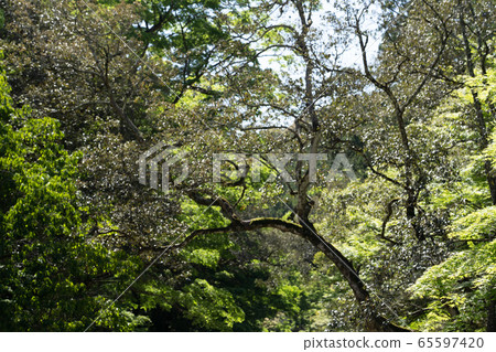 初夏伊勢神宮 65597420