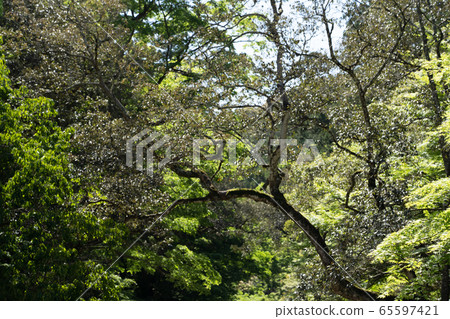 初夏伊勢神宮 65597421