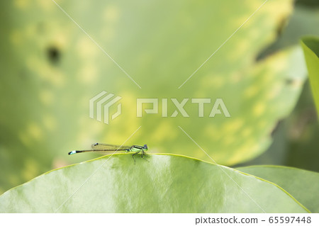 昆蟲和線蜻蜓-2-棲息在荷葉上的斑點蜻蜓 65597448
