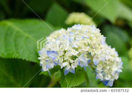 Flowering of a hydrangea 65597532