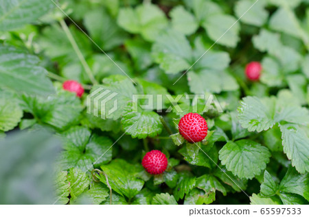 snake strawberry snake strawberry 65597533