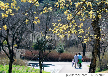 Cornus officinalis, park scenery Cornus officinalis, park scenery 65597803