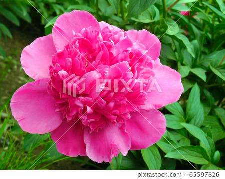 灼眼灼眼灼眼的花 灼眼灼眼灼眼的花 65597826