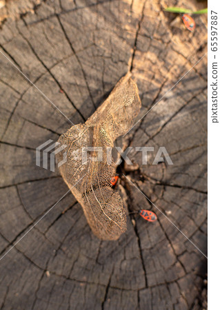 Dry skeletonized leaf on a stump close up 65597887