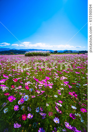 藤原宮遺址的宇宙 65598094