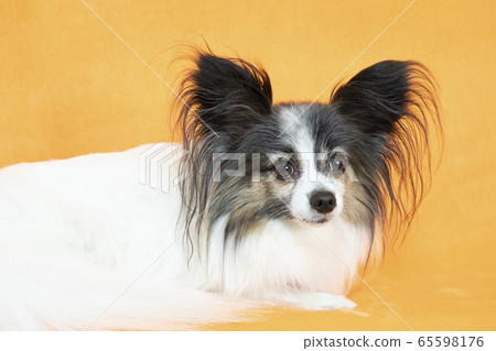 巴比龍微笑 65598176