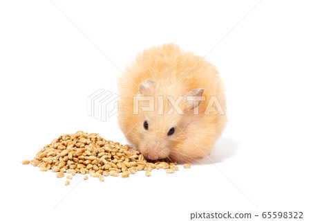big fluffy red hamster eats grain, isolate big fluffy red hamster eats grain, isolate 65598322