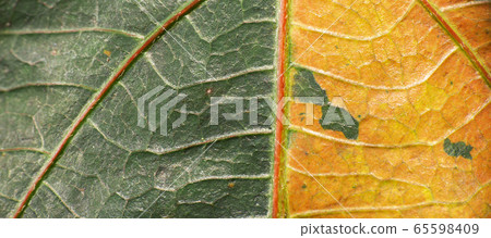 Real Macro Leaf Texture Real Macro Leaf Texture 65598409