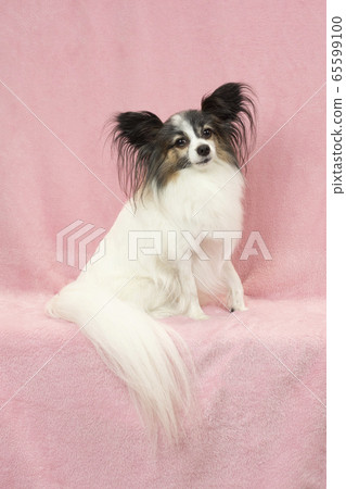 Sitting papillon Sitting papillon 65599100