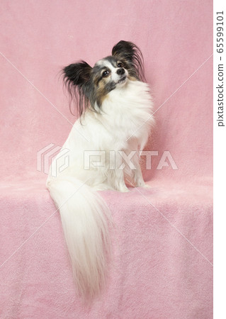 Sitting papillon Sitting papillon 65599101