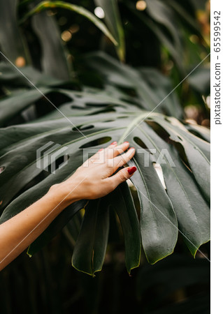 Woman on tropical plants background Woman on tropical plants background 65599542