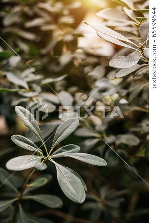 Close-up of beautiful leaves in an exotic forest, background and texture in nature 65599544