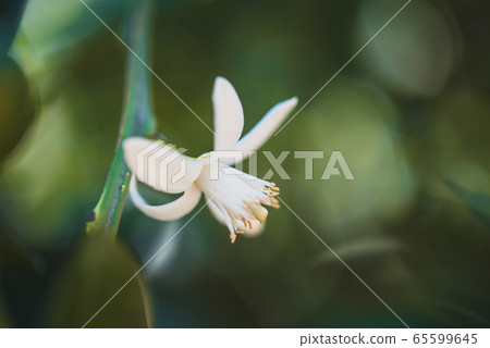 Closeup Flower Orange Blossom In Spring In Pollinating Closeup Flower Orange Blossom In Spring In Pollinating 65599645