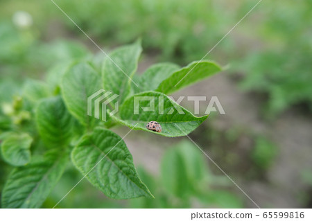 吃蔬菜的瓢蟲甲蟲 吃蔬菜的瓢蟲甲蟲 65599816