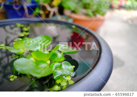 Water hyacinth floating on the water Water hyacinth floating on the water 65599817