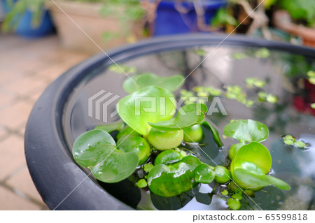 用水葫蘆修復生物群落 用水葫蘆修復生物群落 65599818