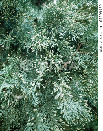 Christmas fir tree branches Background. Christmas pine tree wallpaper Christmas fir tree branches Background. Christmas pine tree wallpaper 65599929