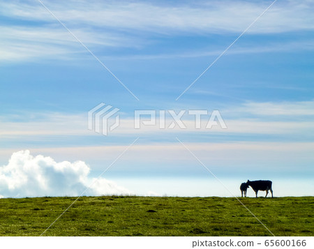 [Nagano Prefecture Migahara] Grazing cows and summer scenery 65600166