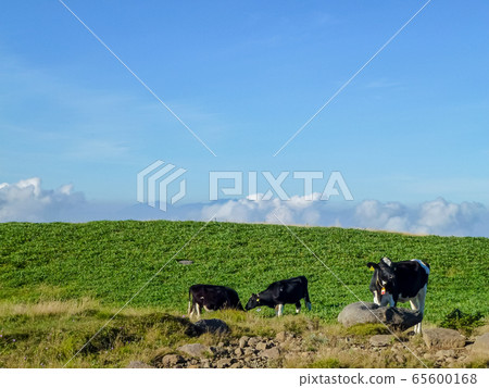 [Nagano Prefecture Migahara] Grazing cows and summer scenery 65600168