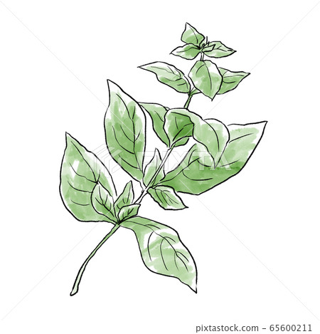 Hand drawn illustration of basil watercolor 65600211