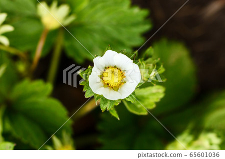 White flowers of blooming strawberries in the garden. White flowers of blooming strawberries in the garden. 65601036