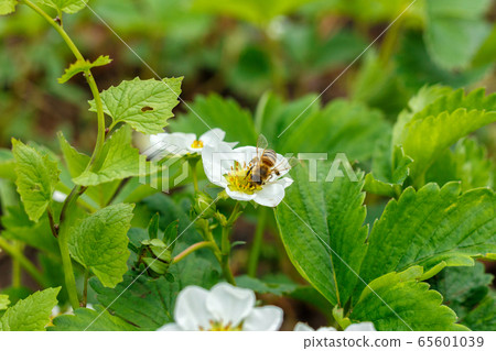 Bee pollinates and sits in a white strawberry flower 65601039