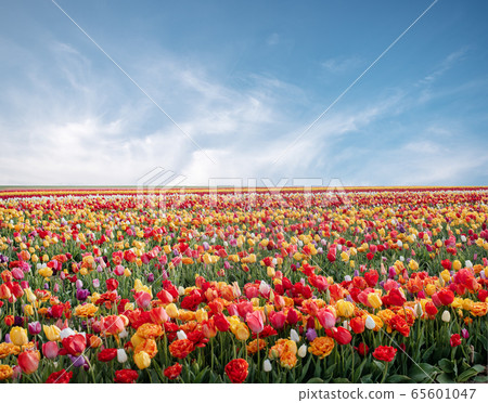 Flowers in spring park. Flower landscape. Colorful tulip flowers in spring park. 65601047