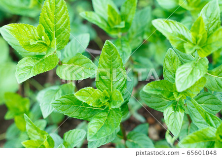 Bright fresh lemon balm leaves as a background. Bright fresh lemon balm leaves as a background. 65601048