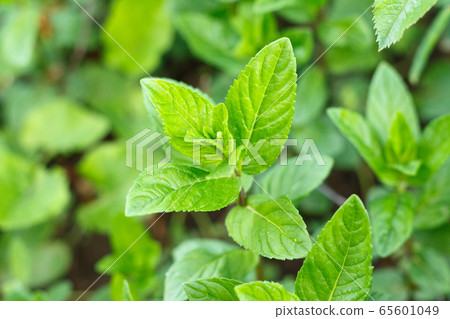 Bright fresh lemon balm leaves as a background. Bright fresh lemon balm leaves as a background. 65601049