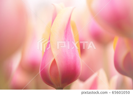 Beautiful colourful tulip flowers background in spring Beautiful colourful tulip flowers background in spring 65601050