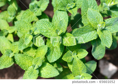 Fresh green mint sprouts as a background. Fresh green mint sprouts as a background. 65601052