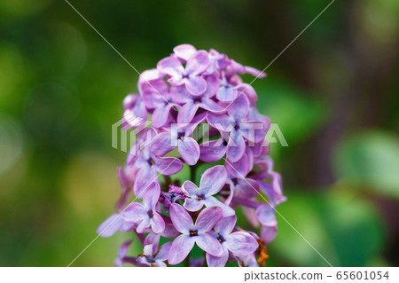 Purple lilac flowers close-up on a green background. Purple lilac flowers close-up on a green background. 65601054