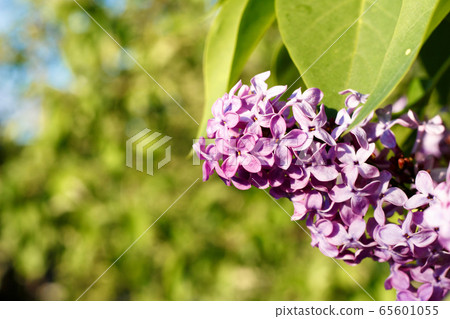 Purple lilac flowers close-up on a green background. Purple lilac flowers close-up on a green background. 65601055