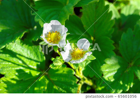 White flowers of blooming strawberries in the garden. 65601056