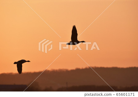 梅根(Megan)落日的天空和棲身處(北海道宮島沼) 梅根(Megan)落日的天空和棲身處(北海道宮島沼) 65601171