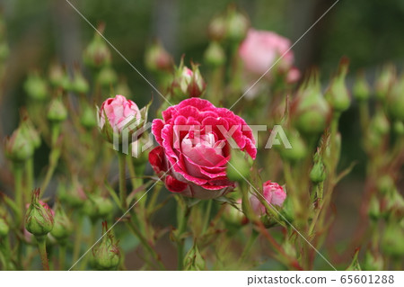 玫瑰玫瑰山夢 玫瑰玫瑰山夢 65601288