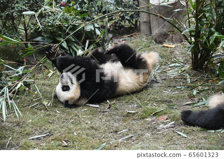 小熊貓 65601323