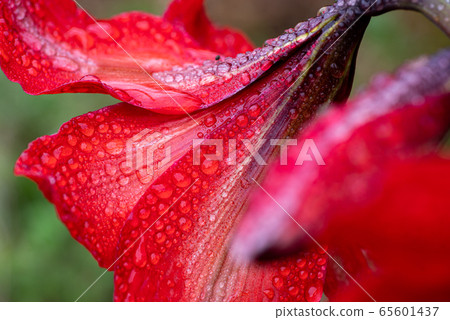 A petal with water drops 65601437