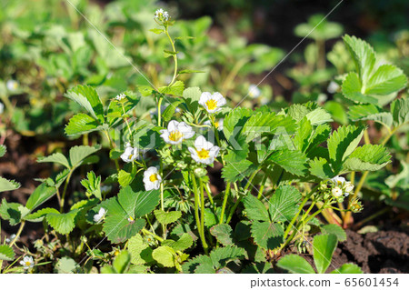 White flowers of blooming strawberries in the garden. White flowers of blooming strawberries in the garden. 65601454