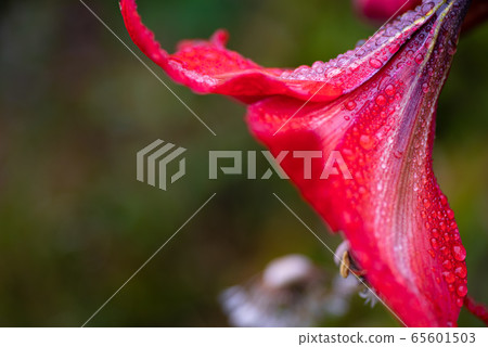 雨中濕的花瓣 65601503